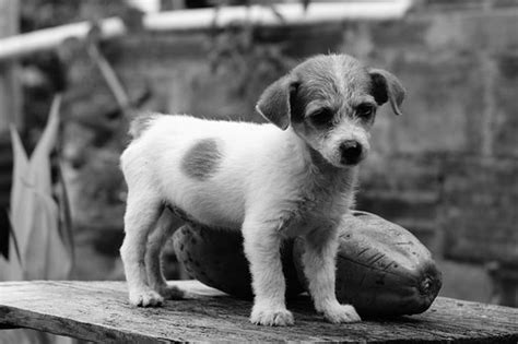 30 Free My Dog And Dog Photos Pixabay