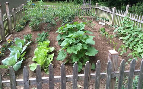 The Benefits Of A Home Vegetable Garden Gerbert And Sons
