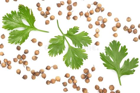 Coriander Seed And Leaves Isolated On White Background With Copy Space