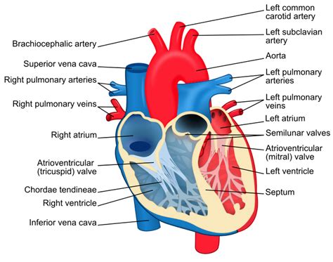Difference Between Left And Right Ventricle Definition Anatomy