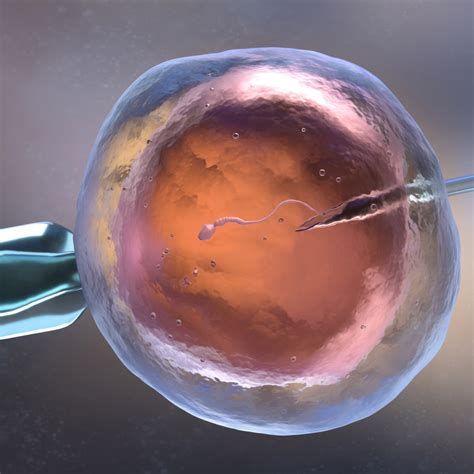 In Vitro Fertilization Ivf Fertility Centers Of New England Free Nude