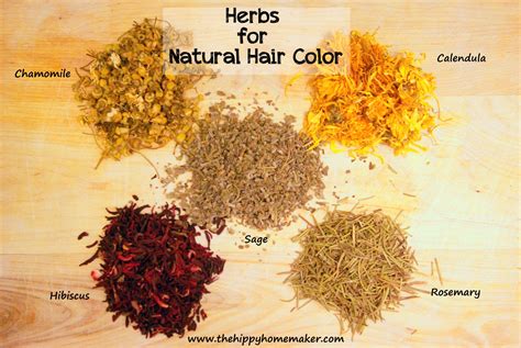 A homeopathic combo of lycopodium clavatum and phosphoricum acidum can be used to prevent premature baldness and greying of hair. Natural Herbal Hair Color for Healthy Hair - Hippy Natural ...