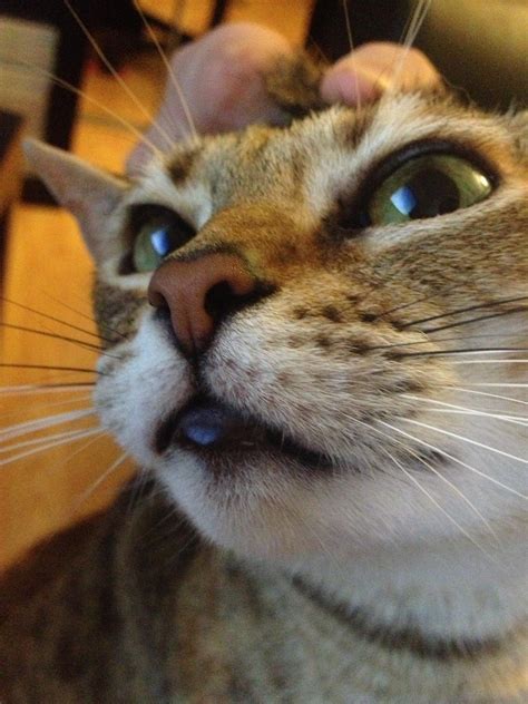 Why is my cat's lip swollen? What's up with my cat's lower lip? It looks swollen ...