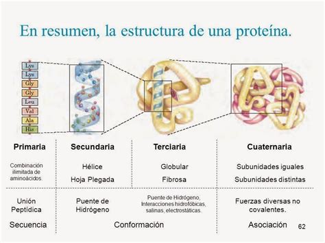 Diferencias Entre —estructuras Primarias Y Secundarias De Las