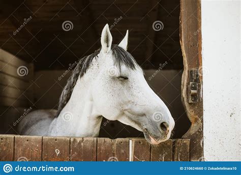 Horses Are Beautiful Animals A Horse On A Farm Stock Photo Image Of