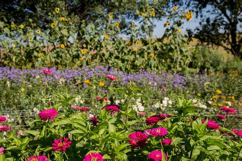 A Day On The U Pick Flower Farm Slowflowers Journal