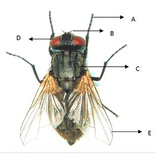 Langsung aja gan.moga saja thread ini menambah pengetahuan kita. Catatan Panca Rakhmat: GAMBAR MORFOLOGI LALAT RUMAH (Musca domestica)
