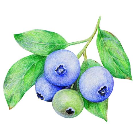 A Branch Of Blueberries With Green Leaves Botanical Illustration Hand