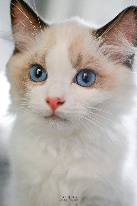 7 Fun Facts About Ragdoll Cats In 2020 Cute Cats And Kittens Pretty