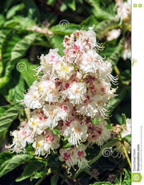 Horse Chestnut Flowers And Leaves Detailed Natural Scene