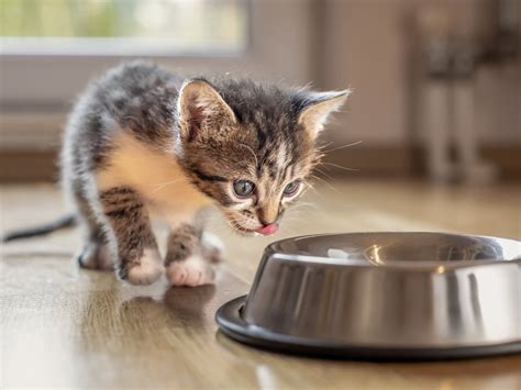 Wat En Hoeveel Moet Een Kitten Eten Royal Canin