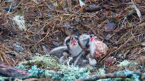 Second Osprey Chick Hatches At Loch Of The Lowes Scottish Wildlife Trust