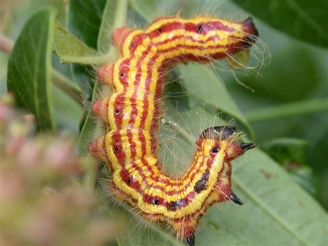 ADW: Animalia: PICTURES