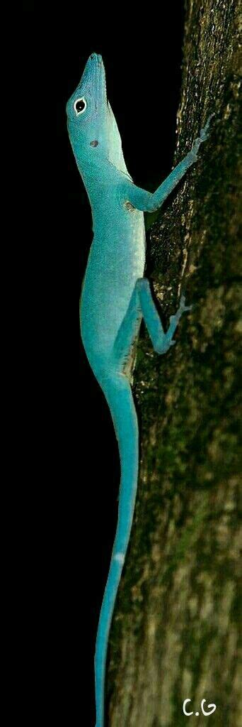 Rare Blue Anole Anolis Gorgonae Reptiles And Amphibians Amphibians