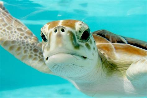 The Seven Species Of Sea Turtles Living In The Oceans Of