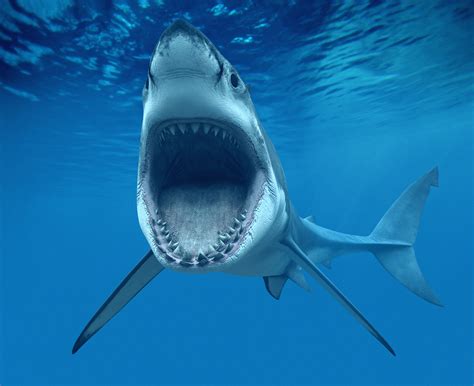 9ft Great White Shark Eaten By Huge Mystery Sea Monster