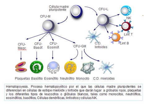 02 Organización Del Sistema Inmune