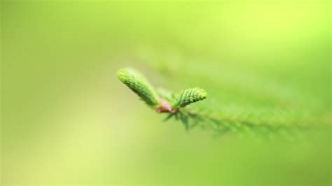 Wallpaper Nature Grass Plants Branch Insect Green Pollen Leaf