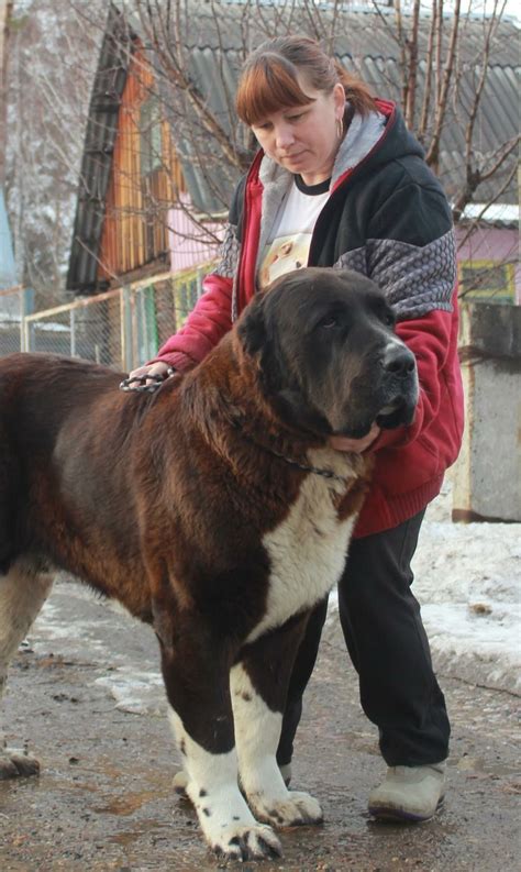 Romanian Raven Huge Dogs Giant Dogs I Love Dogs Worlds Biggest Dog
