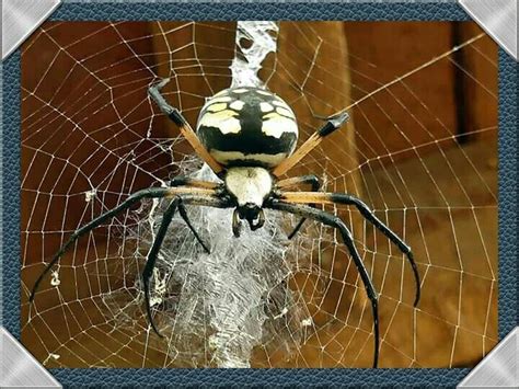 Juvenile orb weavers will spin perfect orb webs, but as they mature, the webs will become more distinctive and adapted for that particular species. Orb Weaver (Yellow & Brown Garden Spider) | Garden spider ...