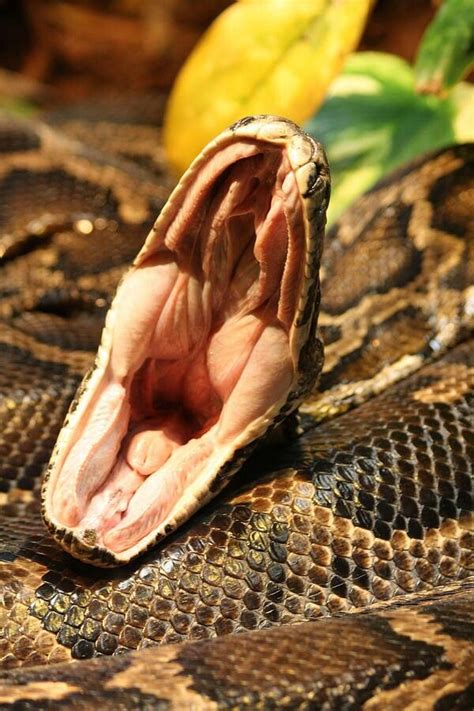 Burmese Python Yawn Snake Burmese Python Giant Animals