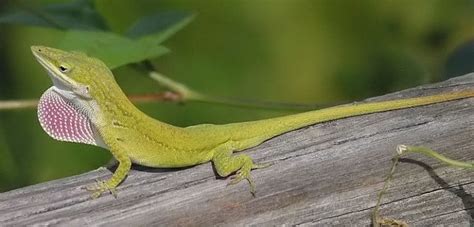 How To Take Care Of A Green Anole Did You Know Pets