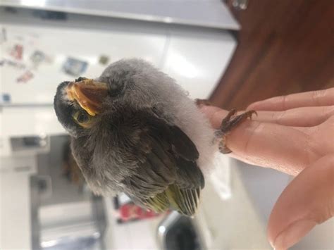 Rescue And Feeding Of Noisy Miner And Indian Mynah Birds Birds In