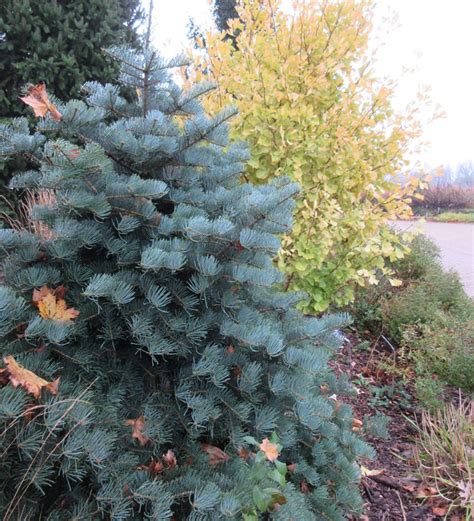 Blue Conifers For The Midwest Finegardening