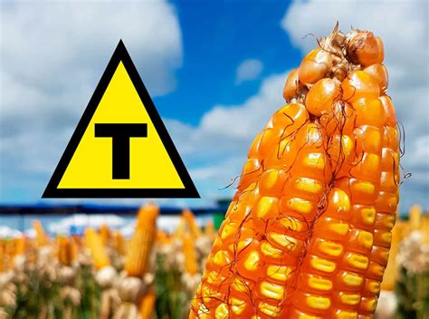 Como São Produzidos Os Transgênicos