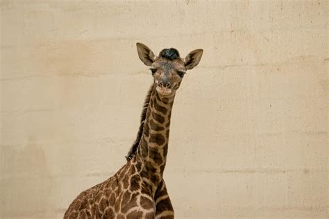 Greenville Zoo Reveals Gender Of Baby Giraffe Greenville Journal