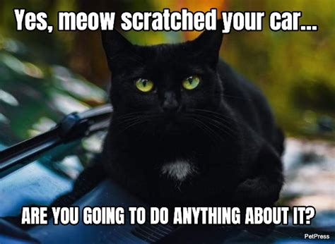 Top 15 Black Cat Memes That Are Terrifyingly Funny