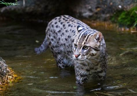 Fishing Cat Small Wild Cat Species Wild Cats Cats Small Wild Cats