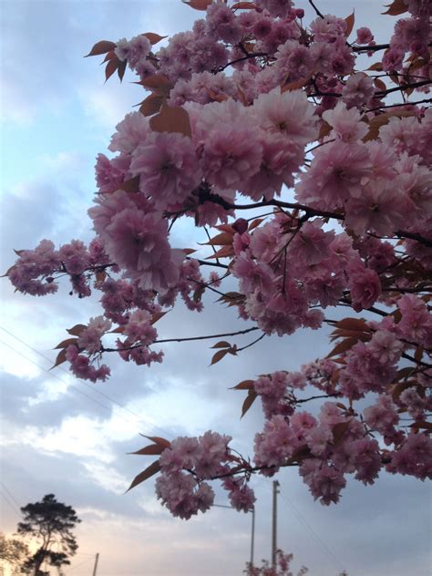 Close up of cherry blossom tree | Cherry blossom tree, Blossom trees, Blossom