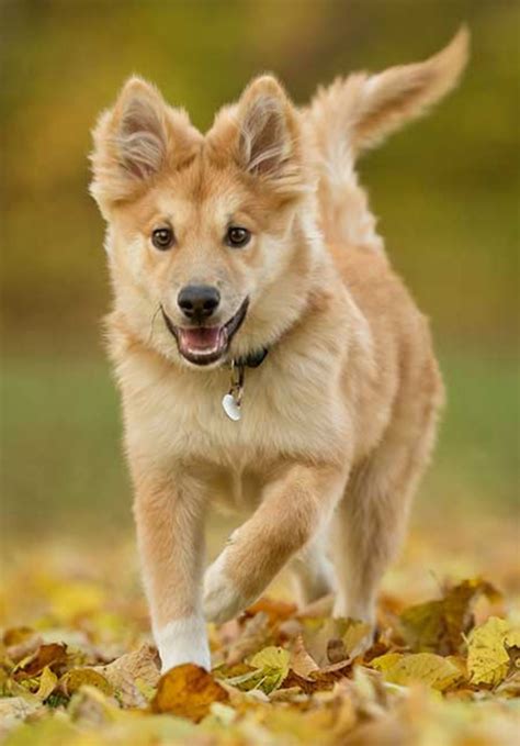 Icelandic Sheepdog Icelandic Sheepdog Dog Breeds Pets Dogs Breeds