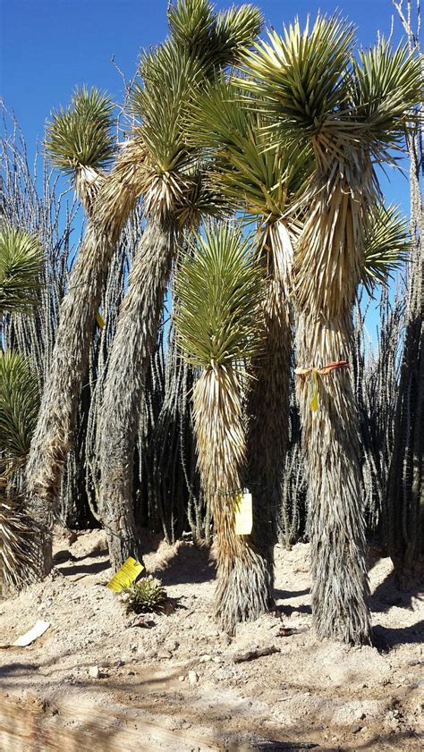 Joshua Tree Yucca Brevifolia Southwest Desert Native Grows Slowly