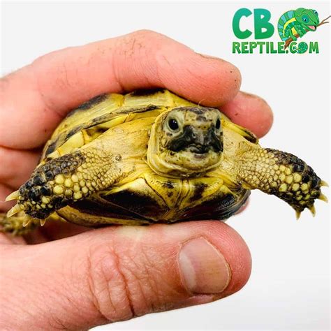 Russian Tortoise For Sale Exotic Reptiles For Sale