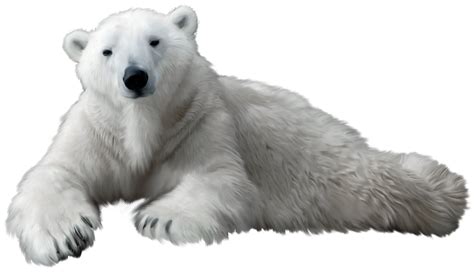 Polar Bear Png Transparent Polar Bearpng Images Pluspng
