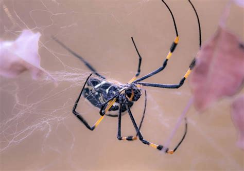 The Golden Orb Spider Ecotraining