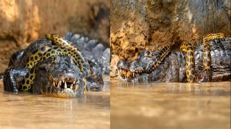 Viral Video Anaconda Alligator Fight Captured See Who Wins