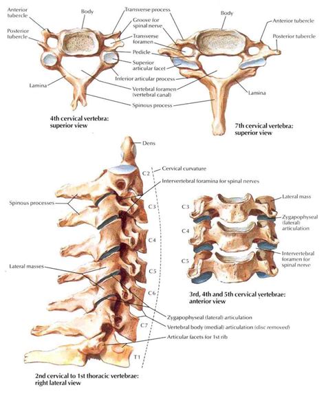 Human Cervical Vertebrae Anatomy