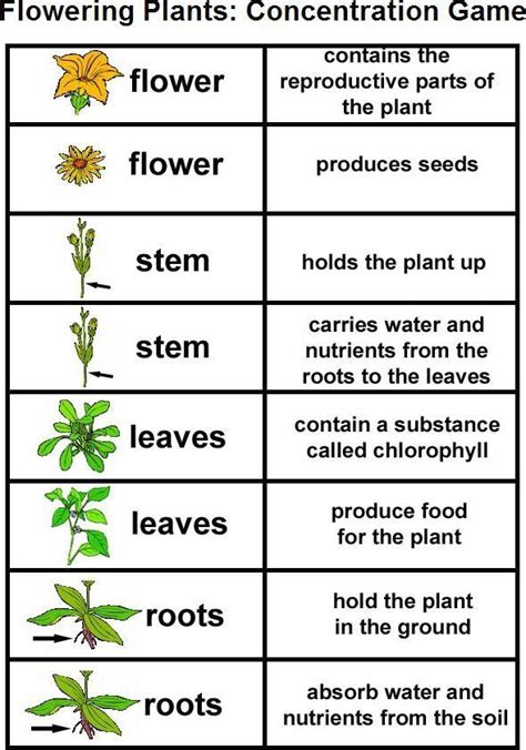 Edwayz Flowering Plants 1000 Parts Of A Plant Plant Lessons Plant