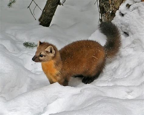 The Characteristics Of Fisher Cats And Pine Martens Krebs Creek