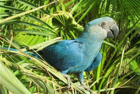 Blue Spixs Macaw That Inspired Movie Rio Declared Extinct In The Wild