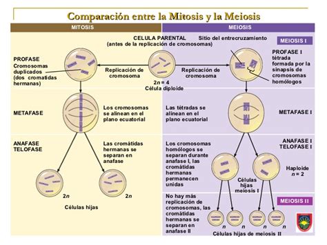 Blog De La Vida Biologia Mitosis Y Meiosis