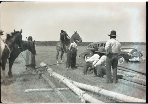 Gathering Poles For The Sun Dance Lodge Montana History Portal