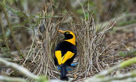 Bowerbirds Meet The Engineers Of Nature Animal Encyclopedia
