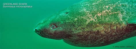 This subclass also includes skates and rays. These Sharks Go Slow, Breed Late, and Live for Hundreds of ...