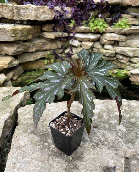 We did not find results for: Begonia aconitifolia x coccinea (Angel Wing Begonia ...