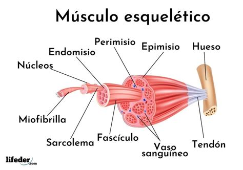 Huso Muscular Qué Es Funciones Y Fisiología