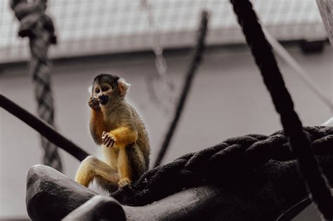 Squirrel Monkey Primate Animal Free Photo On Pixabay Pixabay